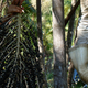 Açai is harvested in the Amazon.